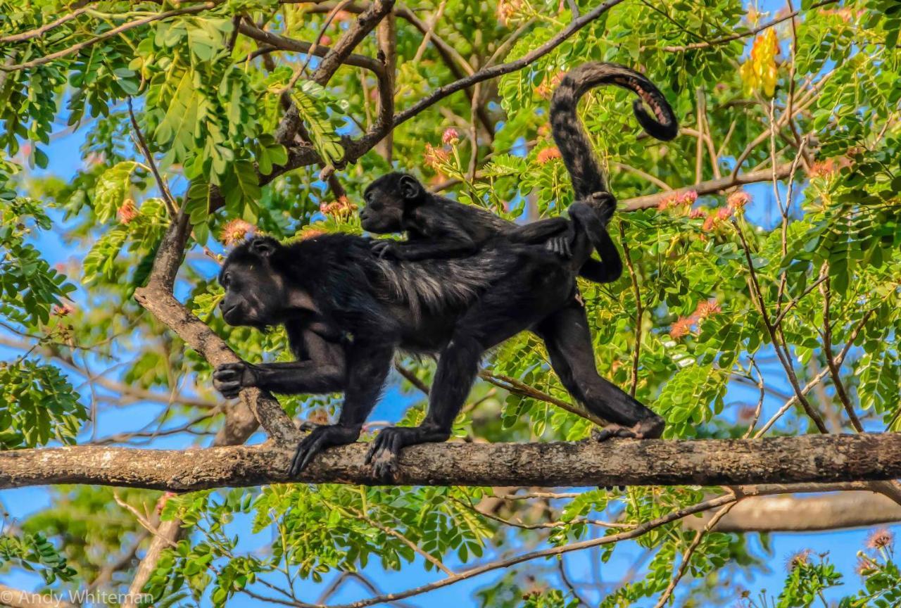 Casa Coco De Mer 1 Tamarindo Dış mekan fotoğraf